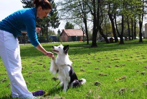 Nusa-Schumet-solska-veterinarska-ambulanta