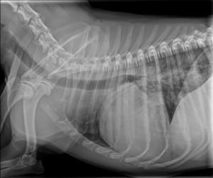 Za uspešnost zdravljenja je največjega pomena natančna diagnoza. Te si v današnji veterinarski kardiologiji, ki v mnogih stvareh sledi humani medicini, ne moremo več predstavljati brez specialističnih preiskav.