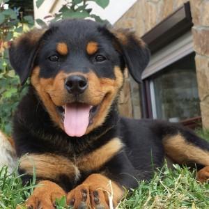 pomen-odrstanjevanja-zajedavcev