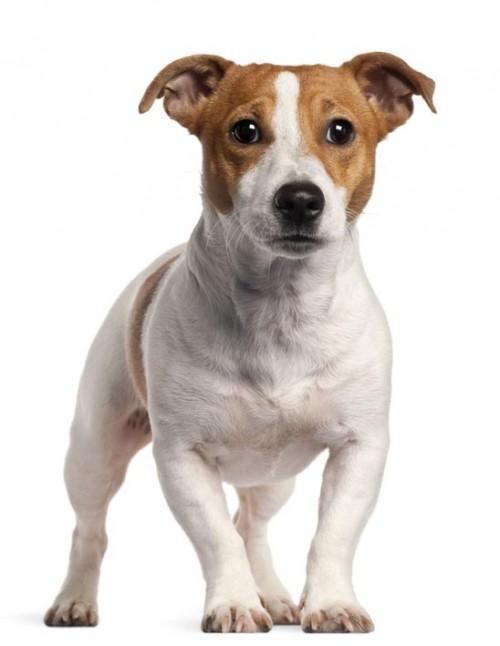 Jack-russell-terier