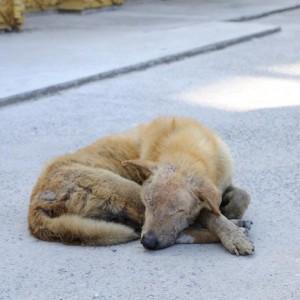 Single lost strayed dog sleeping on street
