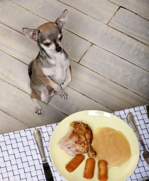 pasja-psihologinja-prosjacenje-pri-mizi