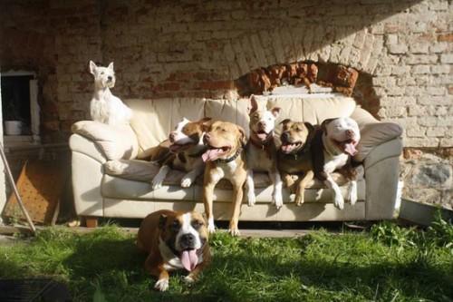 pitbuli-so-le-in-zgolj-psi