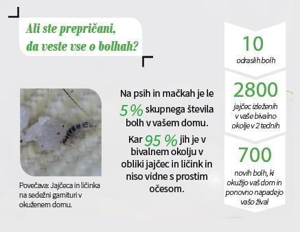 znebite-se-bolh-za-vedno