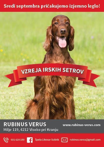rubinus-verus-vrhunsko-leglo