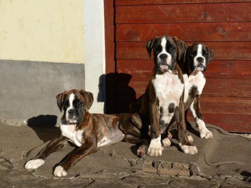 Fausto-Flash-Falco