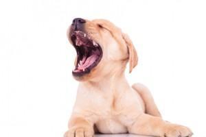 imajo-psi-bolj-cista-usta-kot-ljudje